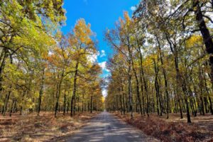 Foloi Forest